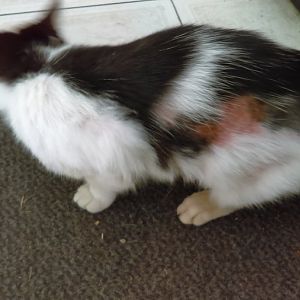 stray cat rash