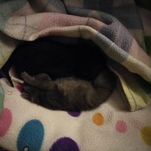 Need help with 2 kittens I rescued yesterday.