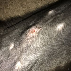 Incision site 7 days after spay
