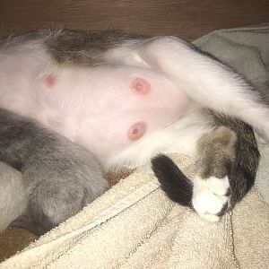 Is this normal for pregnant cat nipples?