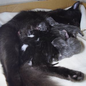 New kittens, mother has conjunctivitis