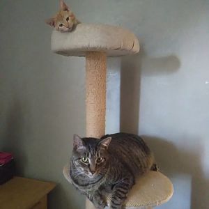 Help with introducing kitten and older cat with depression
