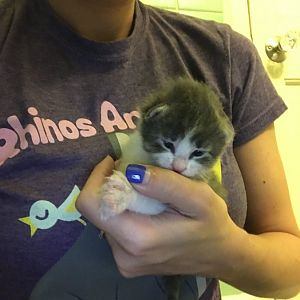 Please help! 2-3 wk. old kitten