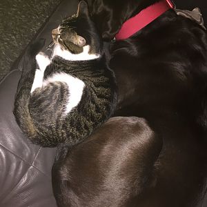Dogs with Cats