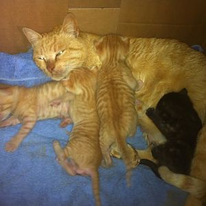 A stray cat giving birth