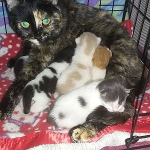 My momma Calico kitty and her kittens