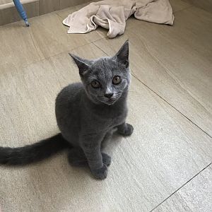 Is this chartreux or British short hair?