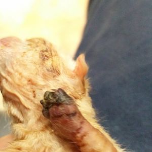 Hours old kitten care, urgent help.