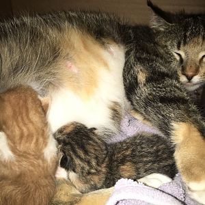 New mama cat won't eat or drink