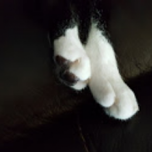 Show Us Your Claws & Paws!