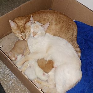 2 pregnant cats in same box? Plz help