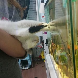Cats & Aquarium (fish tank)