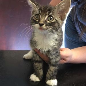 Bengal, Maine Coon, moggy?!