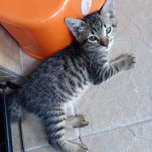 Help! How much should I feed my kitten?