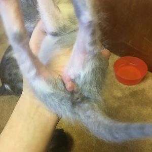 Is this notmal for a 2 week old kitten ?