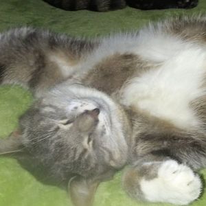 Does your cat love a belly rub?