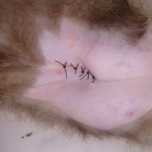Female castrated kitten biting wound