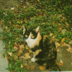 Calli (calico), formerly Vonnie's kitten.png