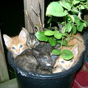 Cat bush.jpg
