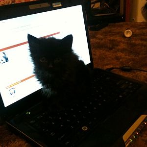 Rosie loves my laptop.JPG