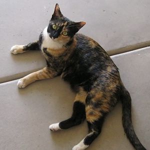 Calico March 2012.jpg