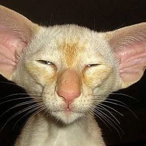 ugly-cat-with-big-ears.jpg