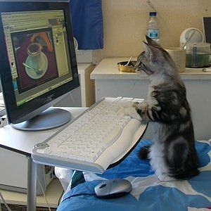 cat on the internet.jpg