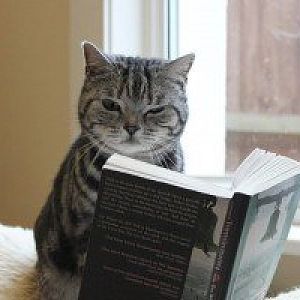 Cat-Reading-Book-300x200.jpg