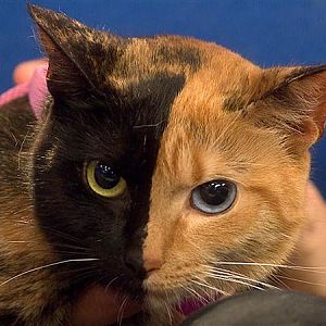 two-faced-cat-chimera-explained_58818_600x450.jpg