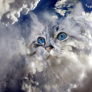 Furry cloud.jpg