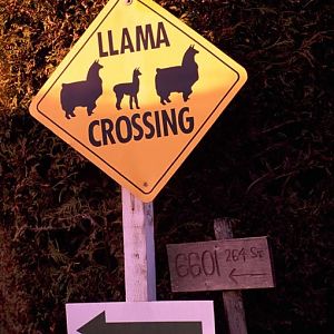 funny-animal-crossing-signs-13-510x600.jpg