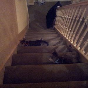 Shadoe and Little Miss on stairs.jpg