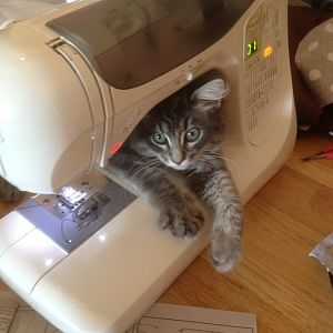 sewing_cat.JPG