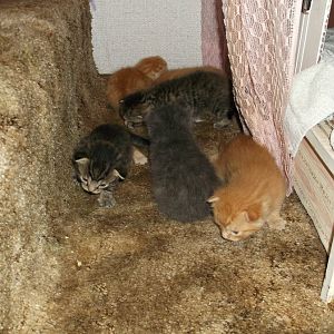 kittens 17 days 017.JPG