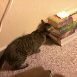 new kitty books.jpg