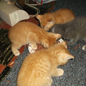 kittens 114 009.JPG