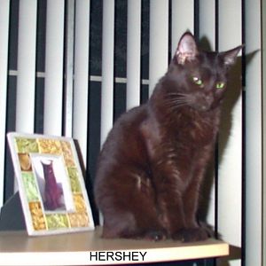 Herhey by pic of Hershey best.jpg