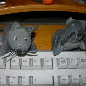 Couple of mice.JPG