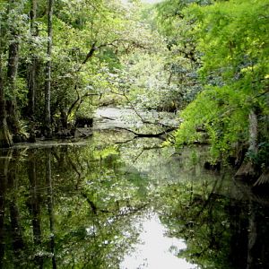 Everglades_swamp.JPG