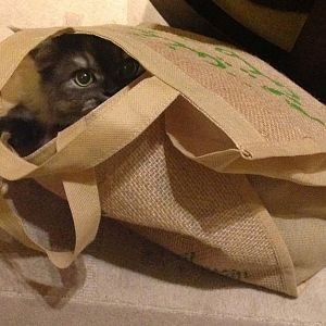 cat in the bag.jpg