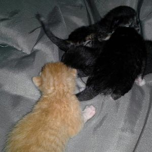 kittens5.jpg