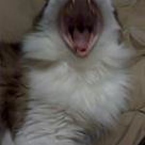herlock yawning.jpg