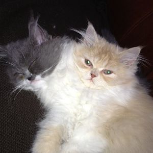 Conjoined Kittens.jpg