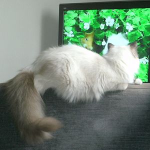 Blossom watching TV.JPG