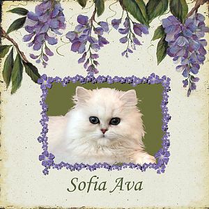 Wisteria Sofia Ava.jpg