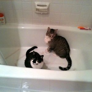 toby and lola bathtub.jpg