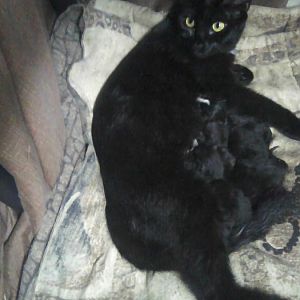 Midnight with her babies.jpg