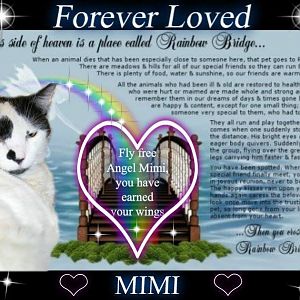 a forever mimi.jpg