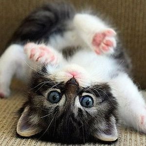 cute-cat-picture-wallpaper.jpg