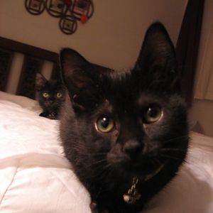 Pike and Roro kittens.jpg